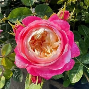 Japanese Mon Amour Rose Plant｜和室 - 图片 10