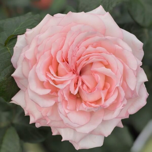 Joyce Rose