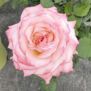 Joyce Rose