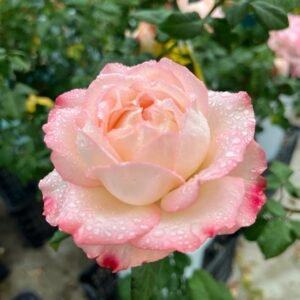 Joyce Rose