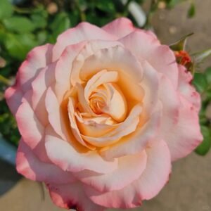 Joyce Rose