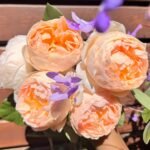 Jude the Obscure Rose