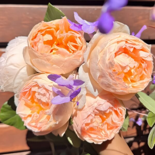 Jude the Obscure Rose