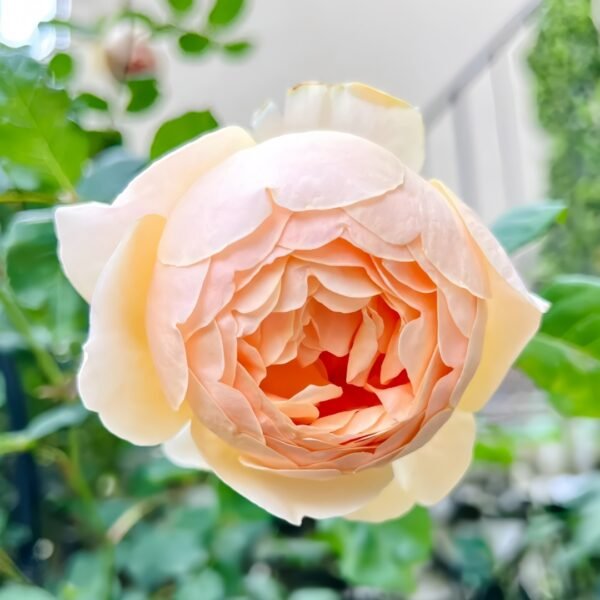 Jude the Obscure Rose