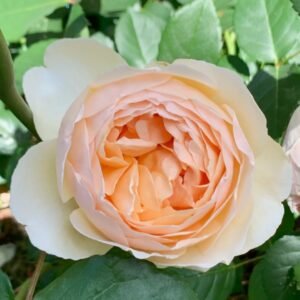 Jude the Obscure Rose