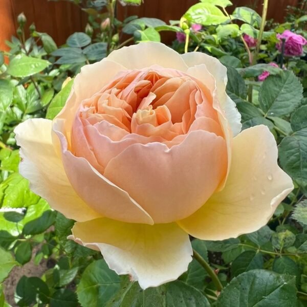 Jude the Obscure Rose