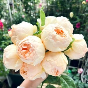 Jude the Obscure Rose