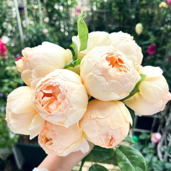 Jude the Obscure Rose