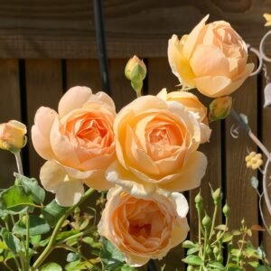 Jude the Obscure Rose