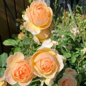 Jude the Obscure Rose