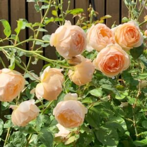 Jude the Obscure Rose