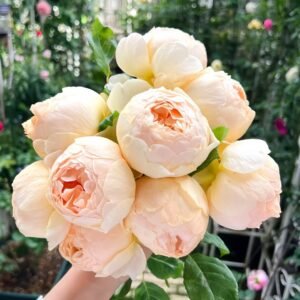 Jude the Obscure Rose