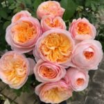 Juliet Rose Plant