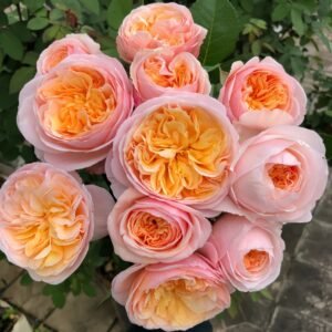 Juliet Rose Plant