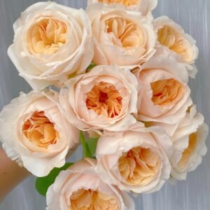 Juliet Rose Plant