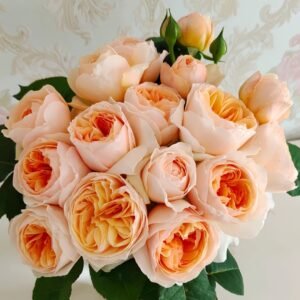 Juliet Rose Plant