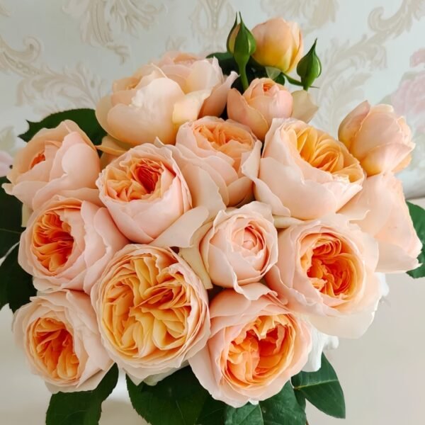 Juliet Rose Plant