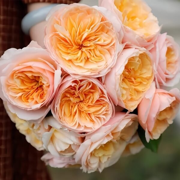Juliet Rose Plant