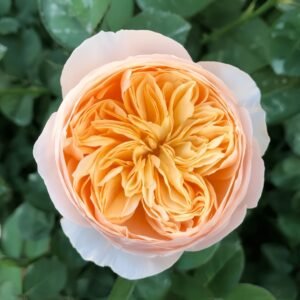 Juliet Rose Plant