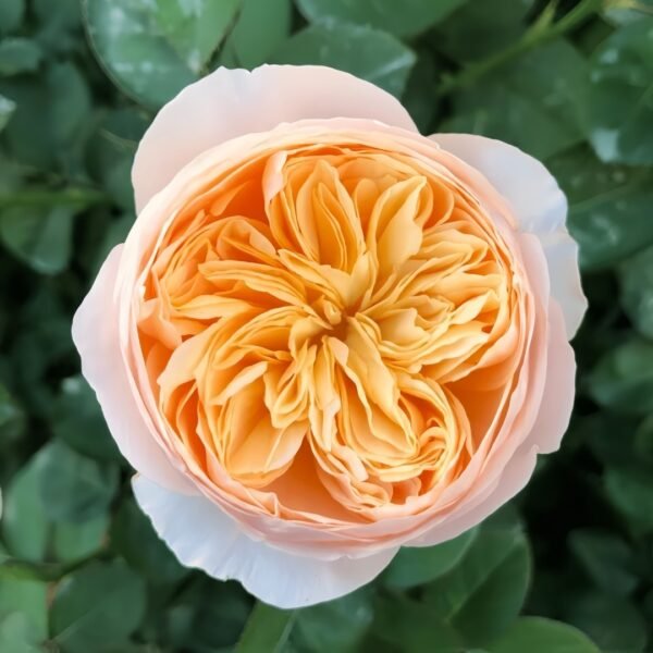 Juliet Rose Plant
