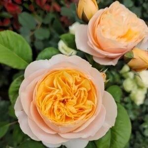 Juliet Rose Plant