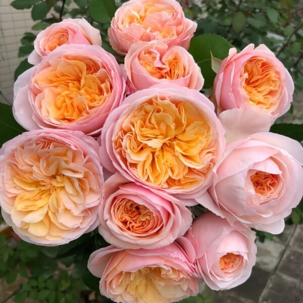 Juliet Rose Plant