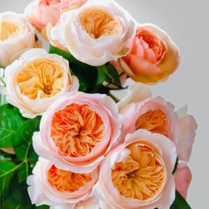 Juliet Rose Plant