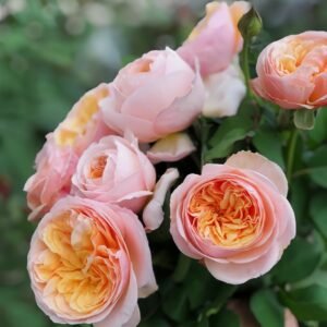 Juliet Rose Plant