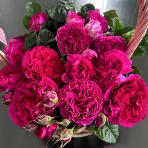 Kate Rose Plant|凯特 - 图片 10
