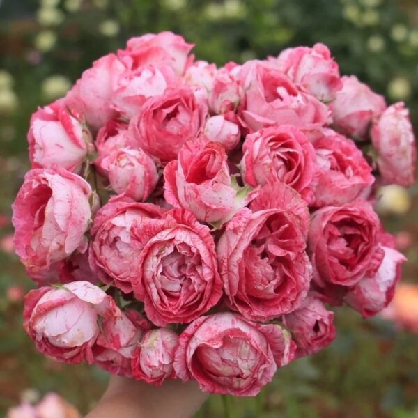 Lady Candle Rose