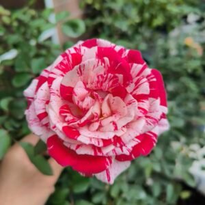 Lady Candle Rose