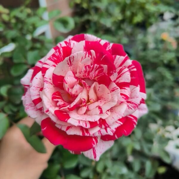 Lady Candle Rose2 Lady Candle Rose