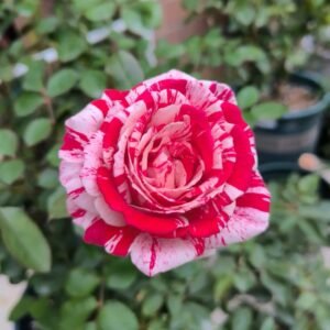 Lady Candle Rose