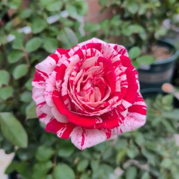 Lady Candle Rose