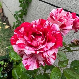 Lady Candle Rose