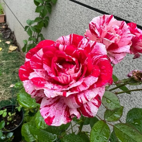 Lady Candle Rose