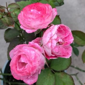 Lady Candle Rose