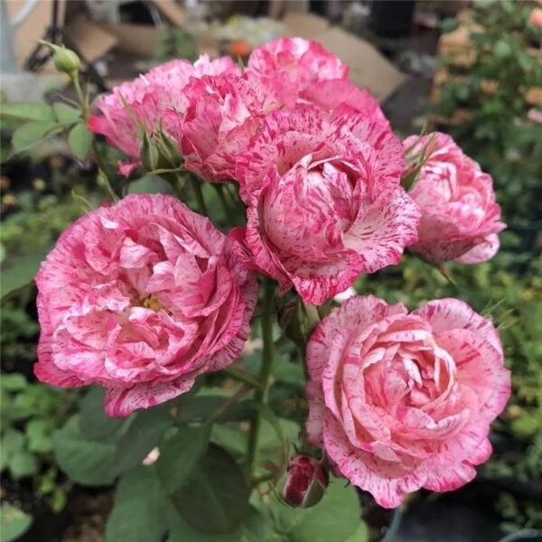 Lady Candle Rose