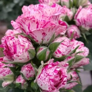 Lady Candle Rose