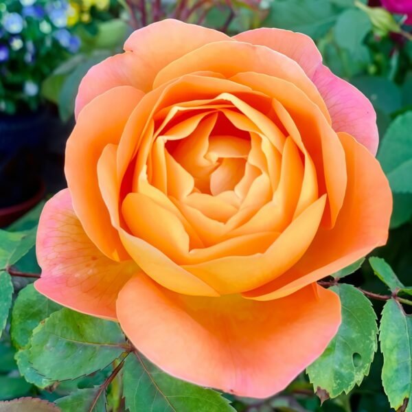 Lady Emma Hamilton Rose