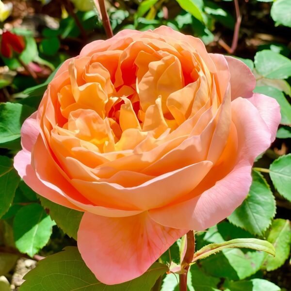 Lady Emma Hamilton Rose