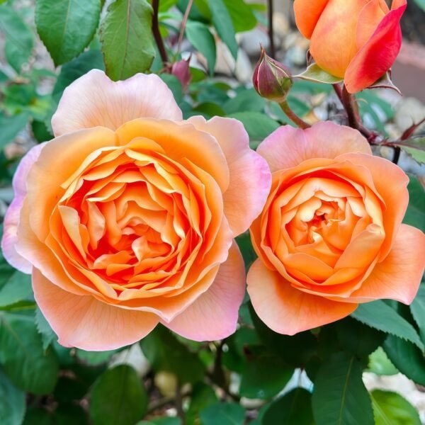 Lady Emma Hamilton Rose