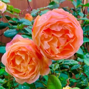 Lady Emma Hamilton Rose