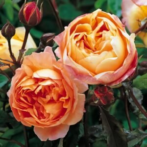 Lady Emma Hamilton Rose