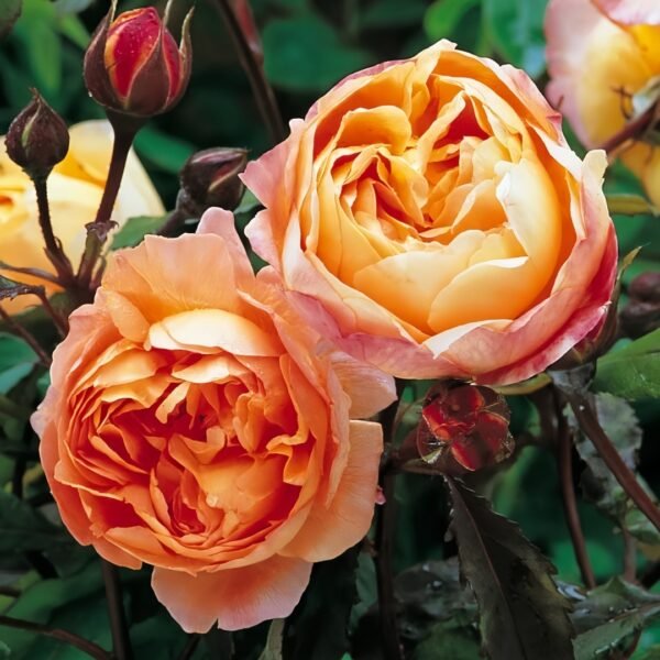 Lady Emma Hamilton Rose