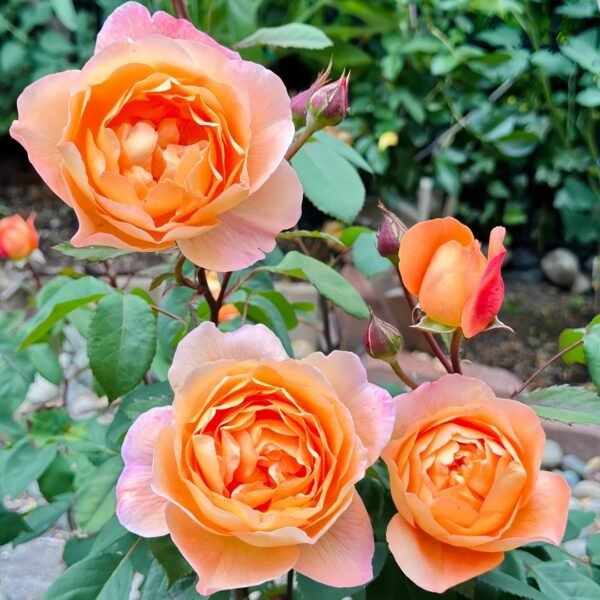Lady Emma Hamilton Rose