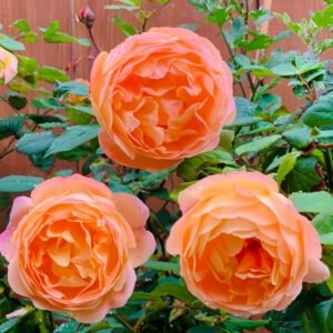 Lady Emma Hamilton Rose