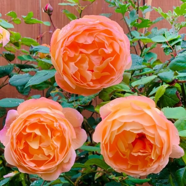 Lady Emma Hamilton Rose