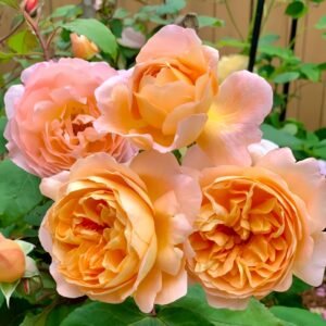 Lady Emma Hamilton Rose