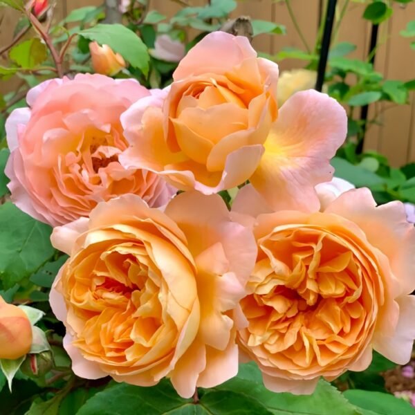 Lady Emma Hamilton Rose